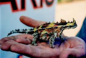 Thorny Devil in the wild, WA