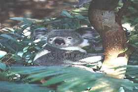 Koala at Perth Zoo, WA