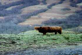 Angus ponders life in Glen Nevis