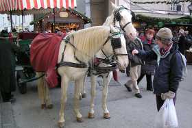Heather meets some horses in Salzburg