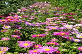 Lost Gardens of Heligan