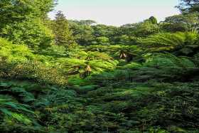 The Jungle at the Lost Gardens of Heligan
