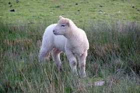 A late-May visit to the Lakes means lambing time
