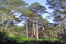 Some of the tranquil pine woodland around Leith Hill