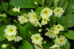 The primrose is a habitually early bloomer