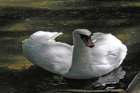 A swan at Abbotsbury swannery in Dorset