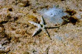 A starfish in the shallows at Nanuya Lailai