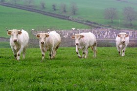 Charollais cows