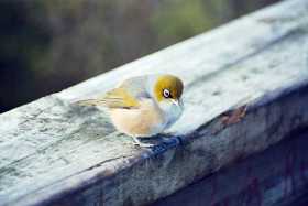 A tauhou (silvereye) on Rangitoto Island