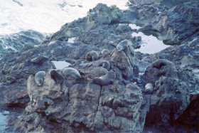 A small fur seal colony near the highway outside Kaikoura