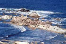 A large fur seal colony on the rocks offshore from the Kaikoura Peninsula