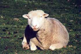Here's looking at ewe...one of the many sheep on farmland on the Kaikoura Peninsula