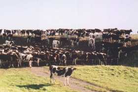 NZ has a vast number of cows too