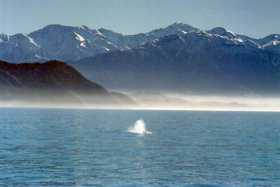 First sight of a sperm whale