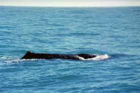 The giant Sperm whale can be up to 20m in length