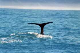 Last glimpse before this majestic mammal returns to the deep