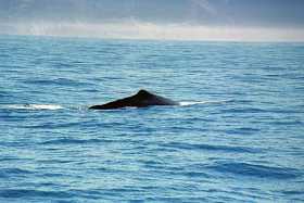 The sperm whale prepares to dive