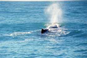 The sperm whale can dive for up to 2 hours so it needs plenty of air