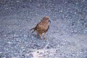 This kea came to say hello in the car park