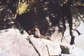 A Kekeno (NZ fur seal) relaxes on the rocks