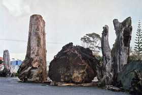 Kauri pine in Northland