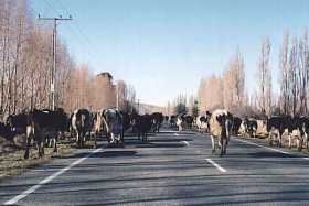 The cows take to the road on the way to Queenstown