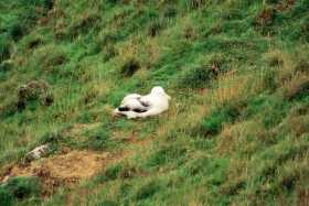 Royal Albatross chick