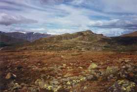 Spot the reindeer - they are there, promise!