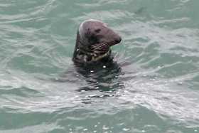 Atlantic grey seal