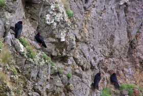 Red-billed choughs